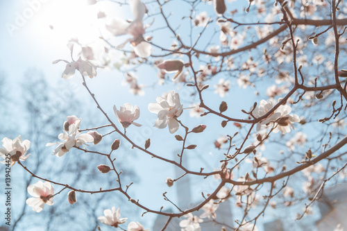 spring cherry blossom Central Park New York