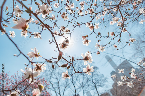 spring cherry blossom Central Park New York