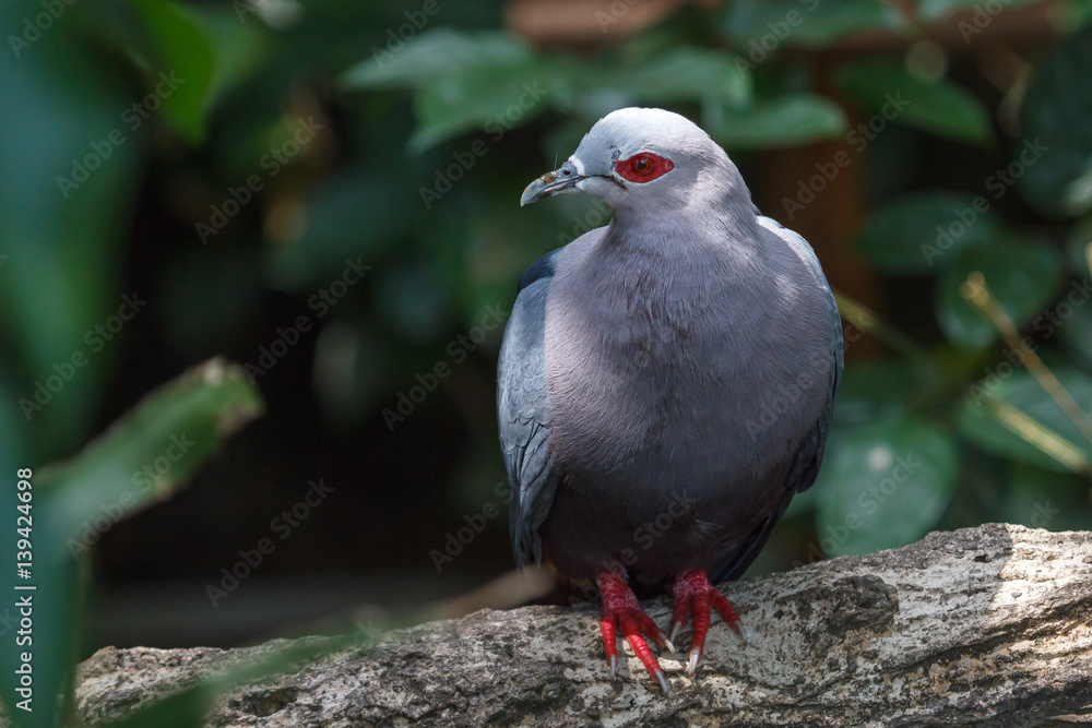 Fototapeta premium Red-eyed dove