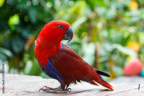 Red lory in the park