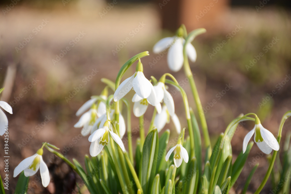 Snowdrops blooming in the spring sunshine Snowdrops blooming in the spring sunshine