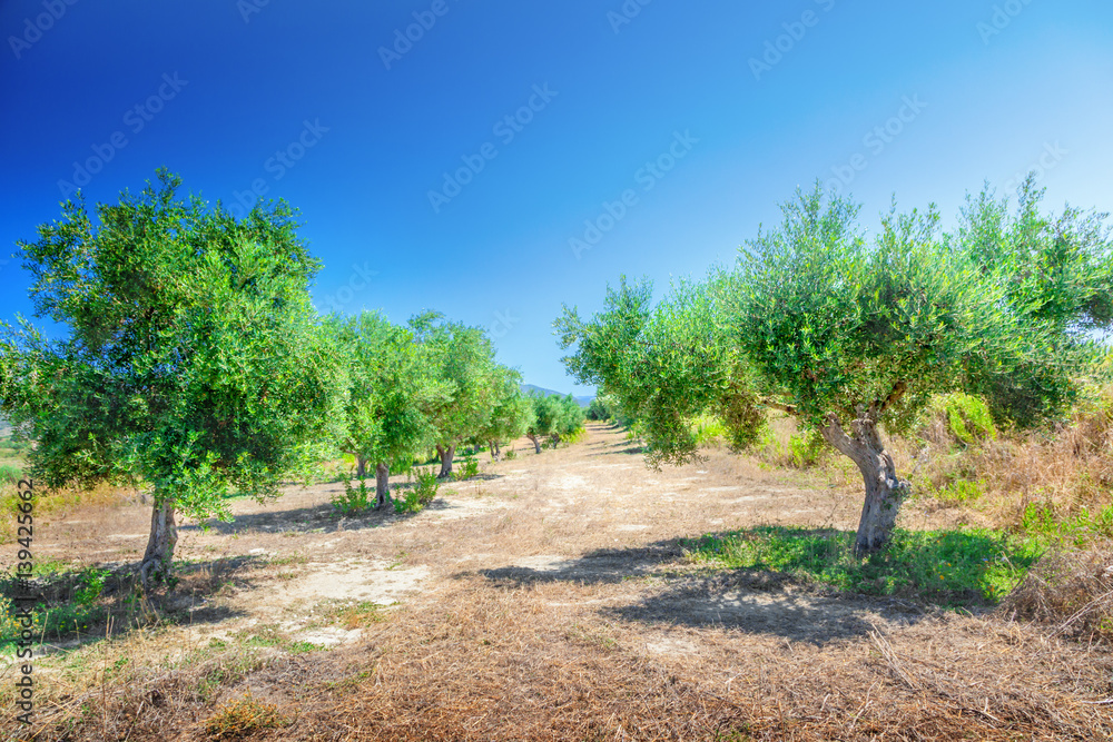 Olive trees