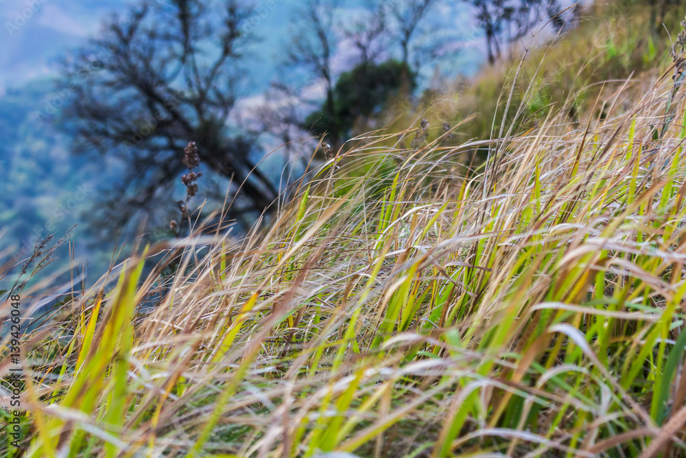 Fototapeta premium December 2019 Nature photo tour, mountain, forest in Thailand, Nan