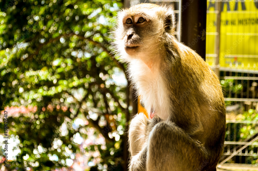 Fototapeta premium Macaque monkey in sunlight, malaysia
