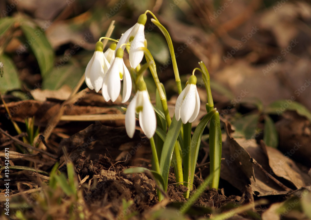 First spring snowdrops