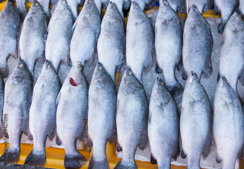 Fresh fish from commercial fisheries.