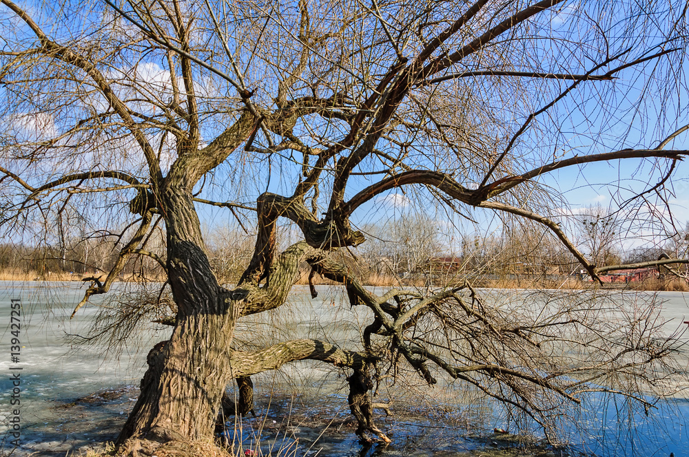 Old tree hangs over a winter river Old tree hangs over a winter river