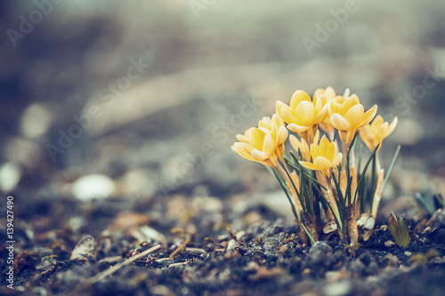 Beautiful spring yellow crocuses blooming in garden or park, outdoor nature background