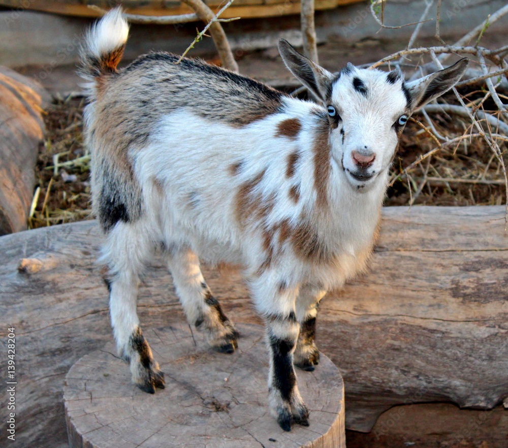 Obraz premium Cute little brown and white goat with beautiful blue eyes. 
