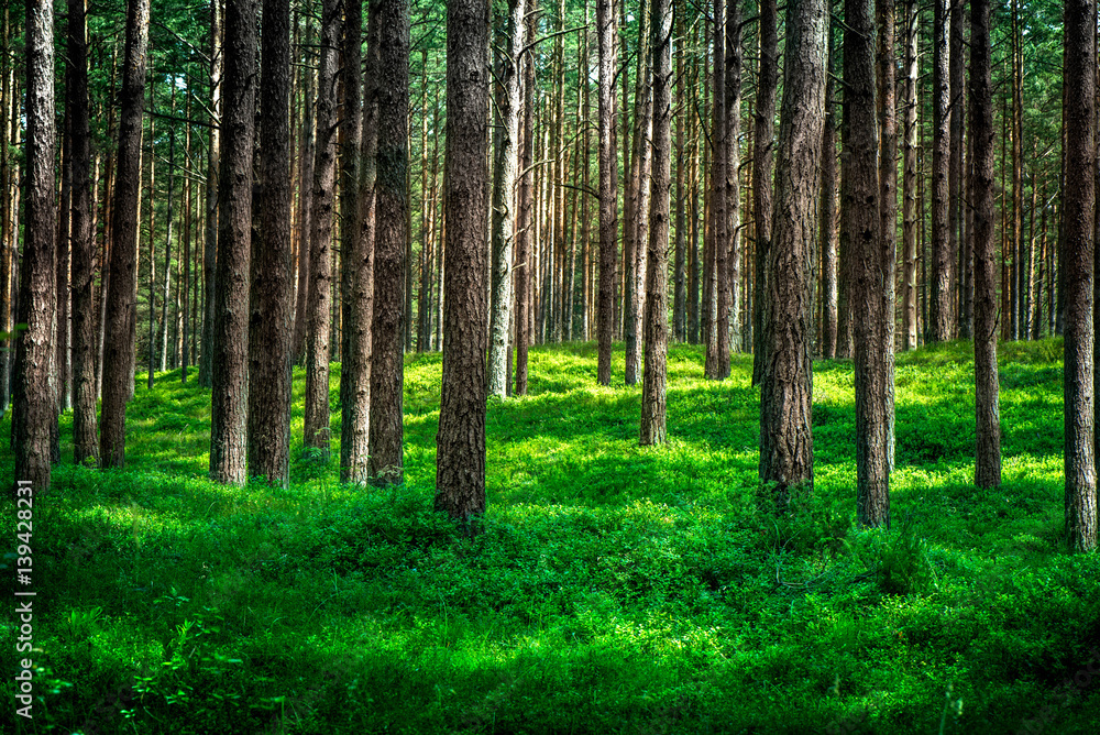 Shot of a pine forest and a thick layer of a moss. The photo is taken in a forest near the Baltic sea. Shot of a pine forest and a thick layer of a moss. The photo is taken in a forest near the Baltic sea.