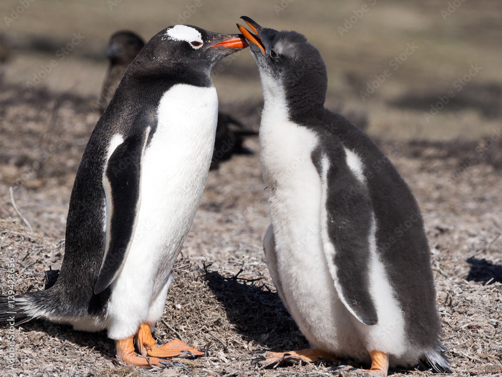 Fototapeta premium Gentoo penguin, Pygoscelis Papua, nests in large colonies, Falkland islands