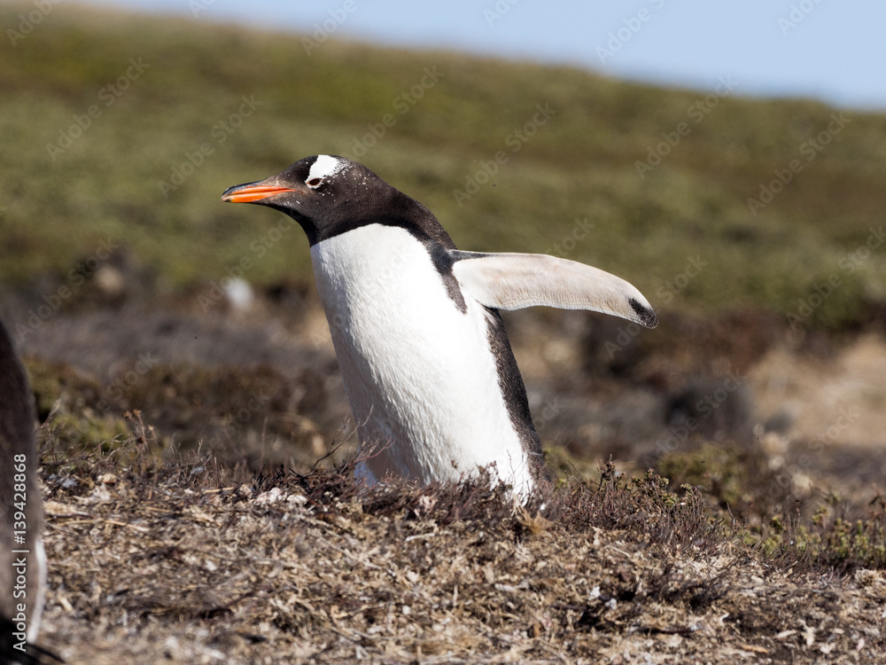 Obraz premium Gentoo penguin, Pygoscelis Papua, nests in large colonies, Falkland islands