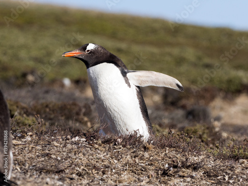 Gentoo penguin, Pygoscelis Papua, nests in large colonies, Falkland islands