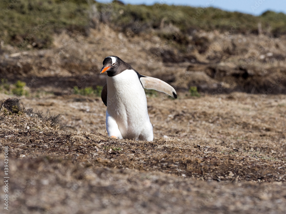 Naklejka premium Gentoo penguin, Pygoscelis Papua, nests in large colonies, Falkland islands