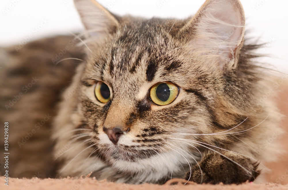 Young fluffy gray striped domestic cat at home. Adobted pet. Young fluffy gray striped domestic cat at home. Adobted pet.