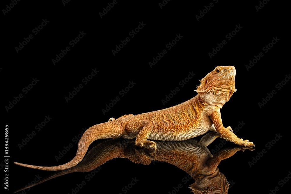 Fototapeta premium Bearded Dragon Llizard Lying on Mirror Isolated on Black Background