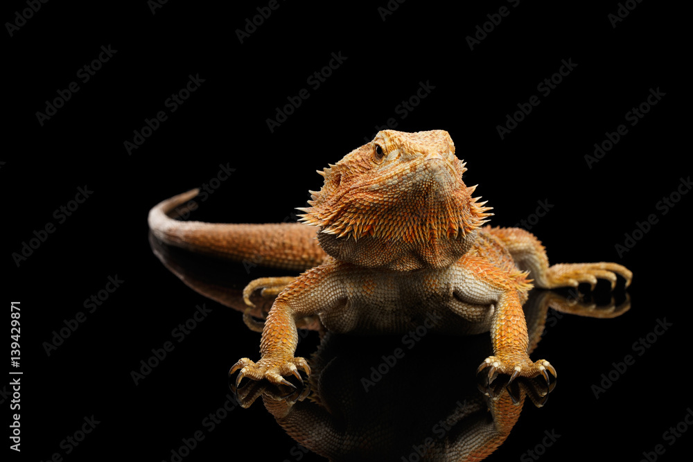 Fototapeta premium Bearded Dragon Llizard Lying on Mirror Isolated on Black Background