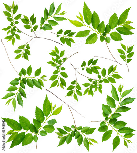 image set of spring twigs elm with green leaves isolated on a white backgroun...