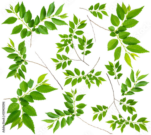 image set of spring twigs elm with green leaves isolated on a white backgroun...