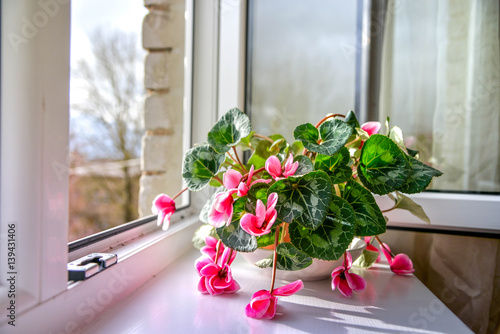 Fototapeta Naklejka Na Ścianę i Meble -  Wilted colorful variegated white and pink cyclamen flowers with ornamental leaves cultivated as indoor houseplants on window sill with open windows, in overcast summer day. Flowers begging for water