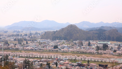 Cherry blossoms in full bloom, in kakunodate, akita