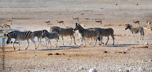Animals in Etosha National Park