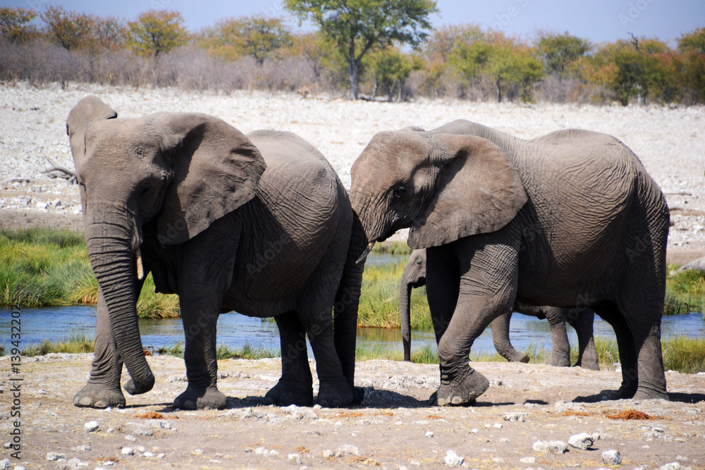 Fototapeta premium Elephant in Etosha National Park