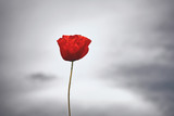 Red poppy flower on gray sky background.