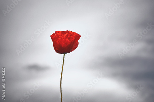 Fototapeta Naklejka Na Ścianę i Meble -  Red poppy flower on gray sky background.