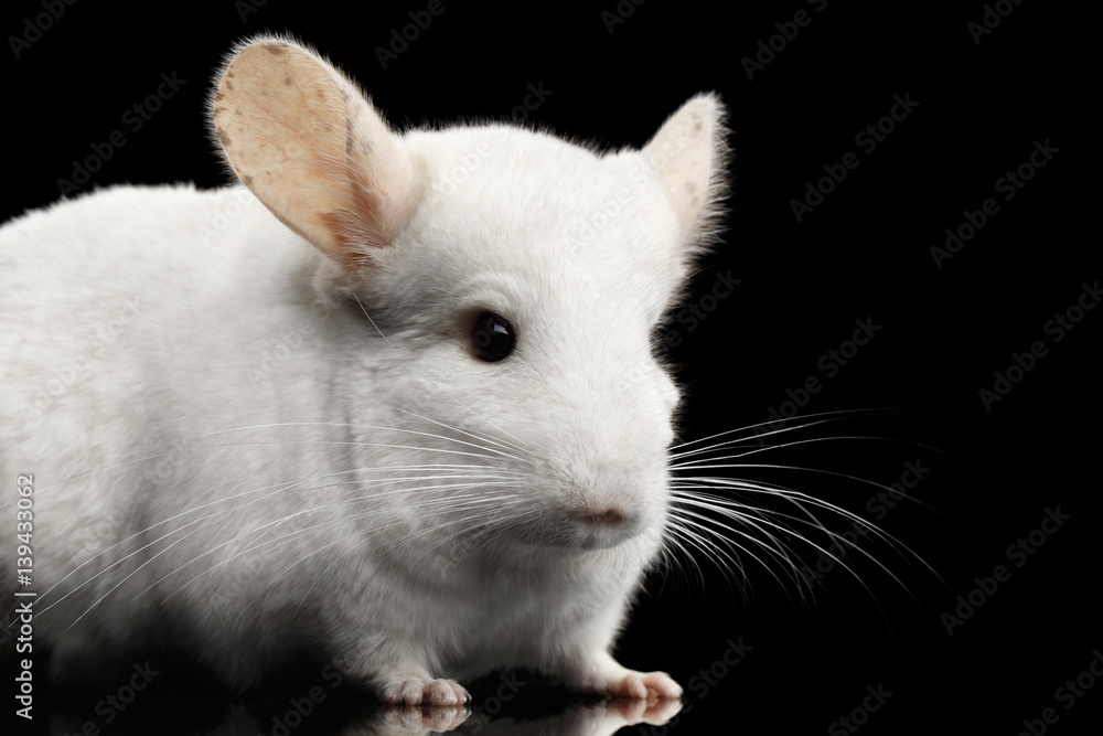 Close-up White Chinchilla on Isolated Black background Close-up White Chinchilla on Isolated Black background