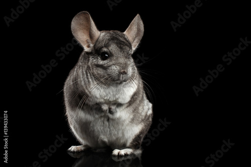 Close-up Gray Chinchilla Standing on Isolated Black background photo