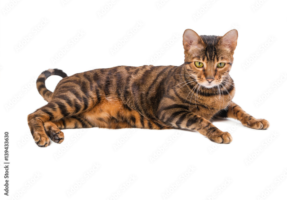 Cat breed Toyger isolated on white background.
