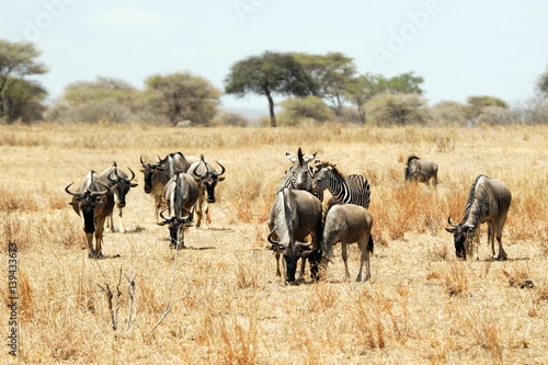 Fototapeta Naklejka Na Ścianę i Meble -  Wildebeests and zebras, Tarangire National Park, Tanzania