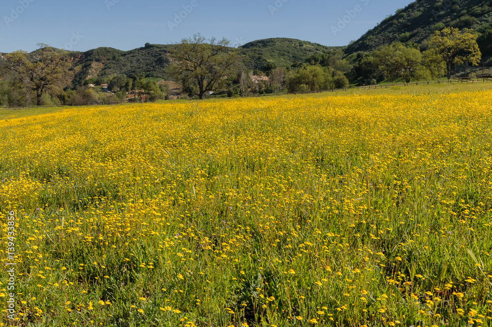 Field covered with yellow wild flowers and mountains background