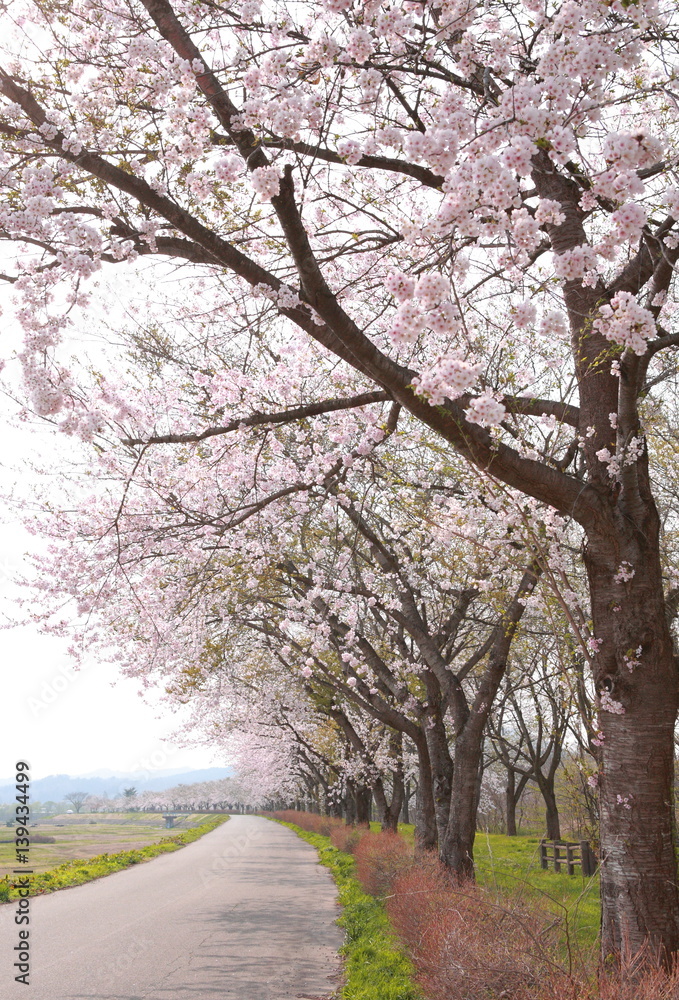 Cherry blossoms in full bloom, in kakunodate, akita