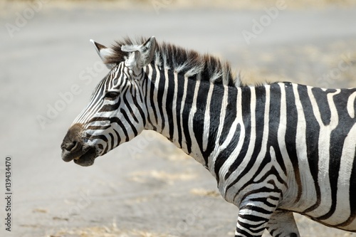 Single zebra, Tarangire National Park, Tanzania