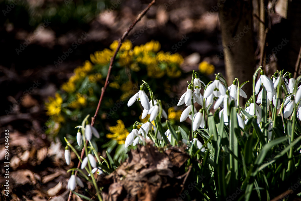 Obraz premium Frühlingswiese