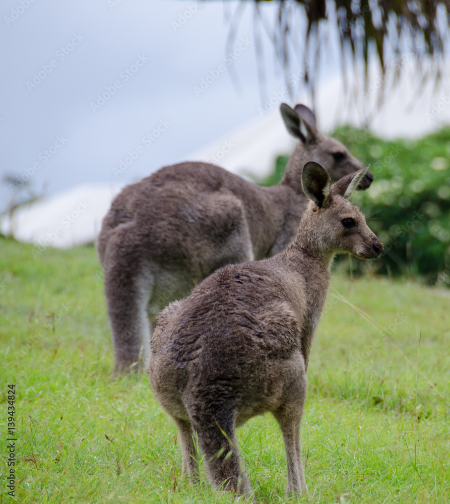 Fototapeta premium Two kangaroos grazing on lawn grass
