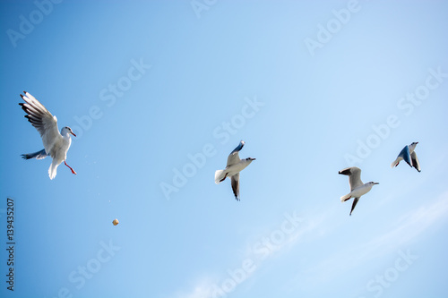 Seagulls flying in sky over the sea waters