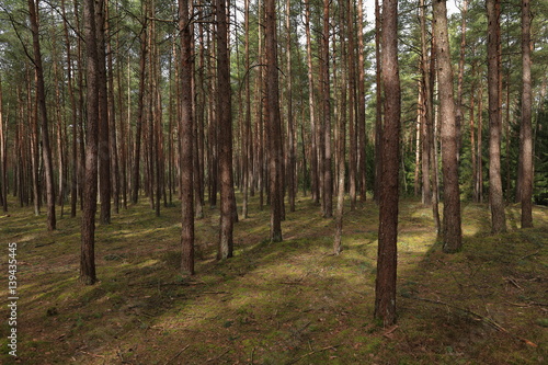 N  rnberger Steckerleswald