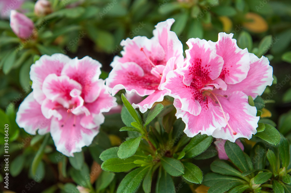 pink rhododendron flowers pink rhododendron flowers