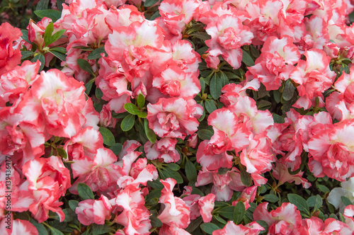 pink rhododendron flowers