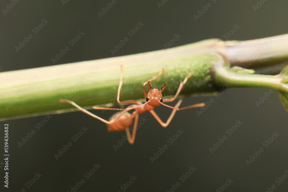 custom made wallpaper toronto digitalWorld of ant / Ants working