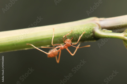 Wallpaper Mural World of ant / Ants working Torontodigital.ca