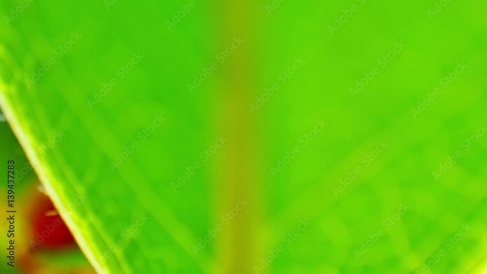 Red Ants farming and eating the honeydew release by the aphids share a relationship of mutualism Red Ants farming and eating the honeydew release by the aphids share a relationship of mutualism