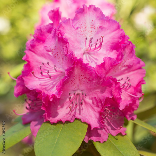 Flower Pink Rhododendron close-up
