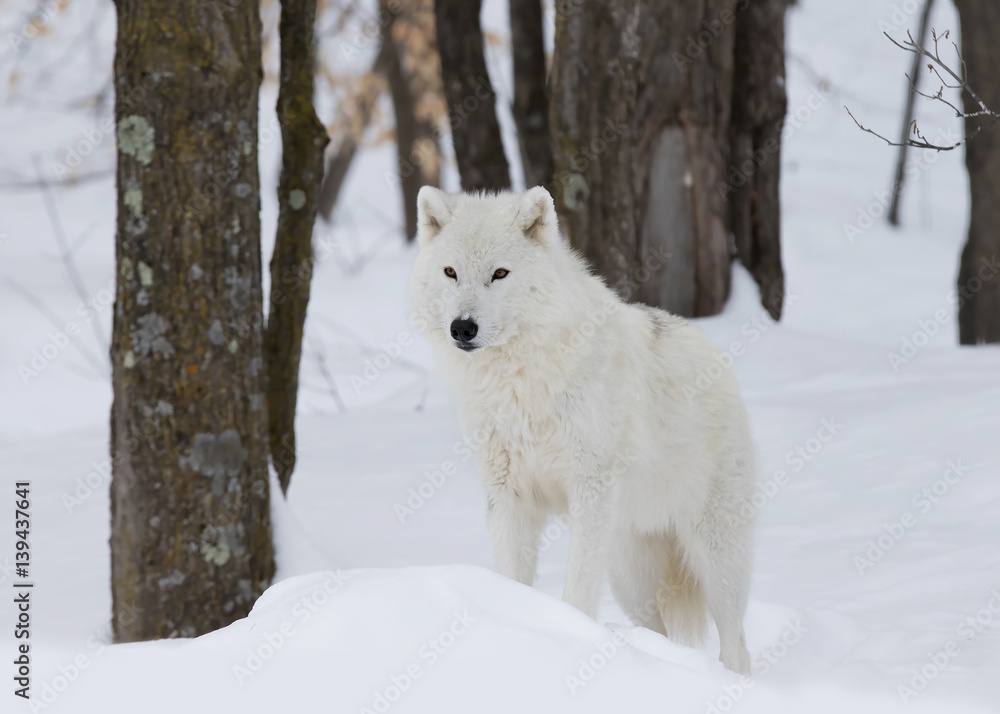 Fototapeta premium Arctic wolf standing in the winter snow in Canada