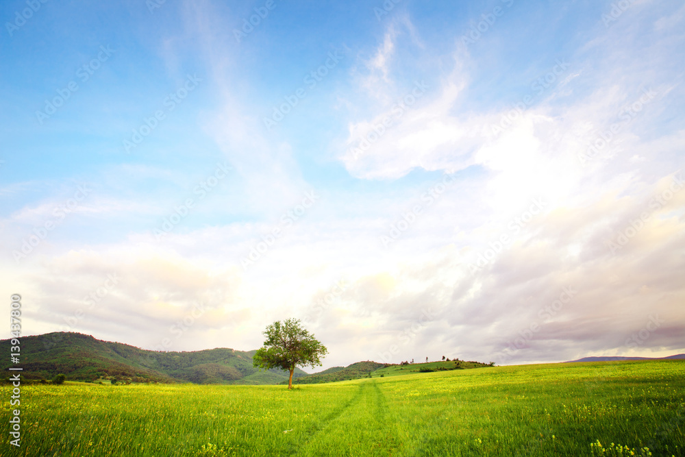 small tree in sumer green meadows, blue sky and clouds above small tree in sumer green meadows, blue sky and clouds above