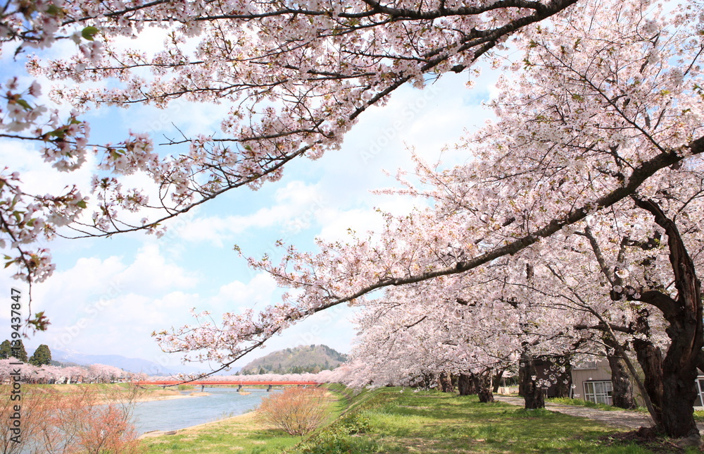 Cherry blossoms in full bloom, in kakunodate, akita Cherry blossoms in full bloom, in kakunodate, akita
