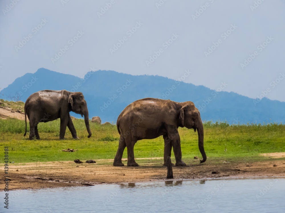 Two beautiful giant Asian elephants elephant couple standing near a lake riverbed in an island of a national park in Sri Lanka Two beautiful giant Asian elephants elephant couple standing near a lake riverbed in an island of a national park in Sri Lanka